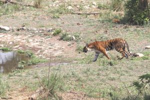 Read more about the article Tiger crossing water